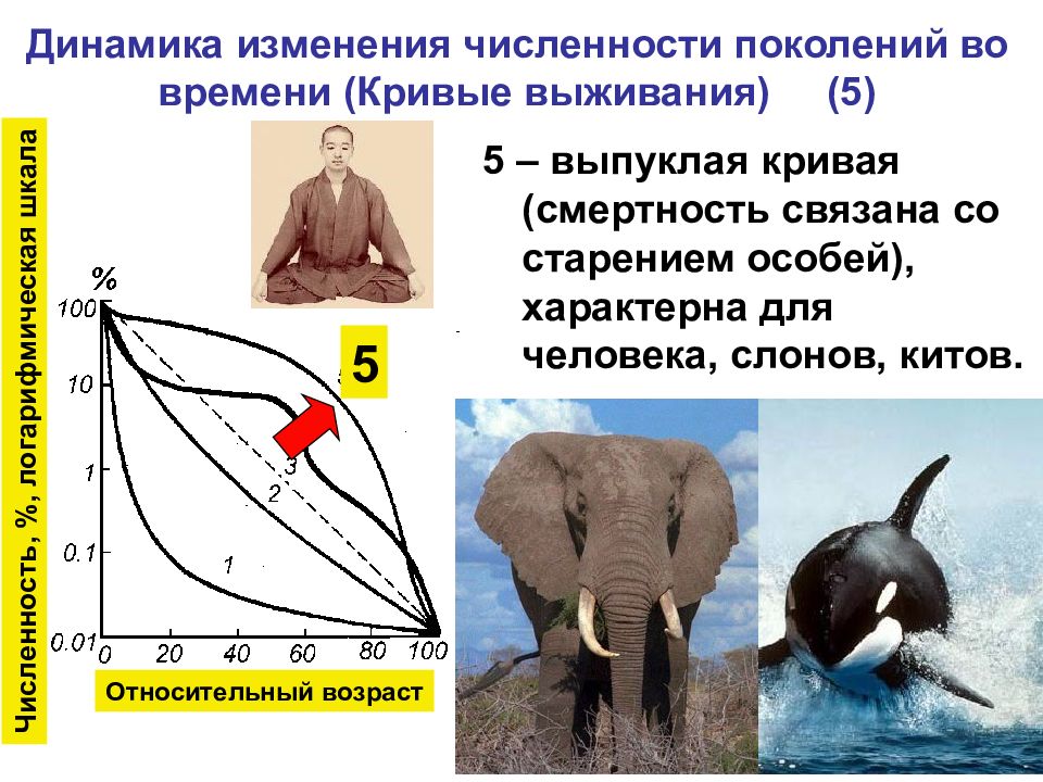 Численность особей равна. Динамика численности популяции слонов. Кривые выживания популяций. Динамика смертности слонов. Типы кривых выживаемости.