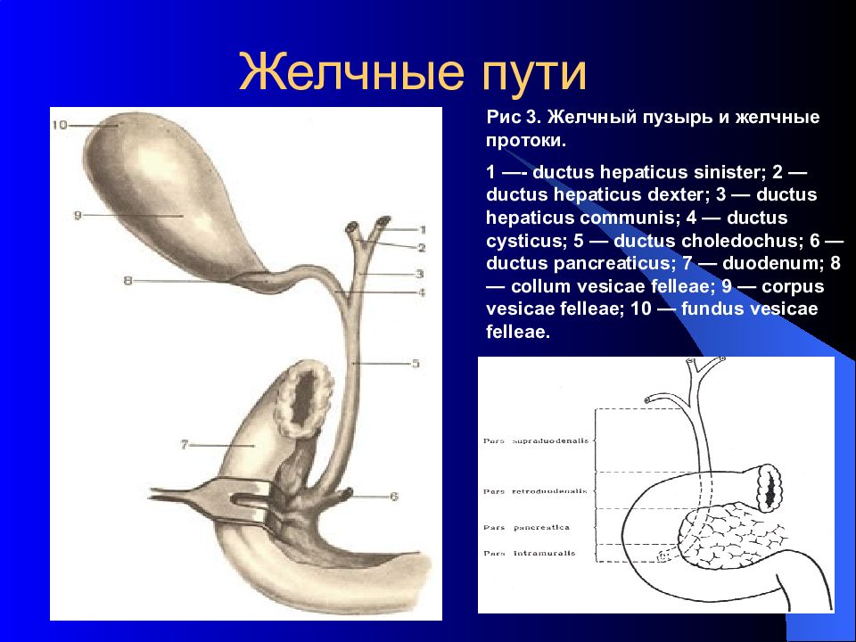 Схема желчевыводящих путей человека