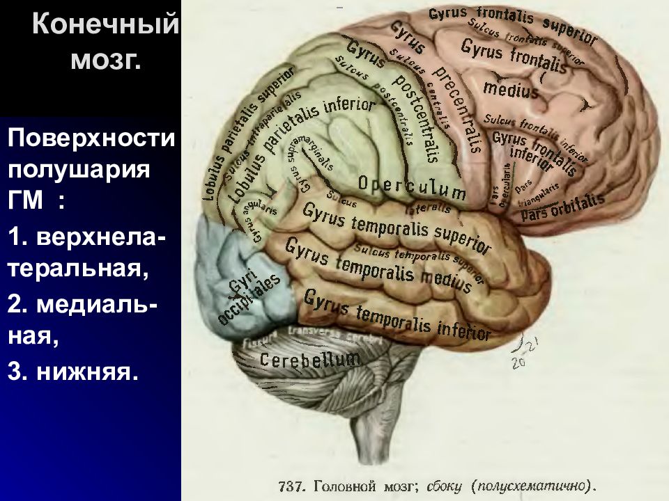 Конечный е. Атлас Синельникова строение головного мозга. Конечный мозг. Полушария конечного мозга. Конечный мозг строение.