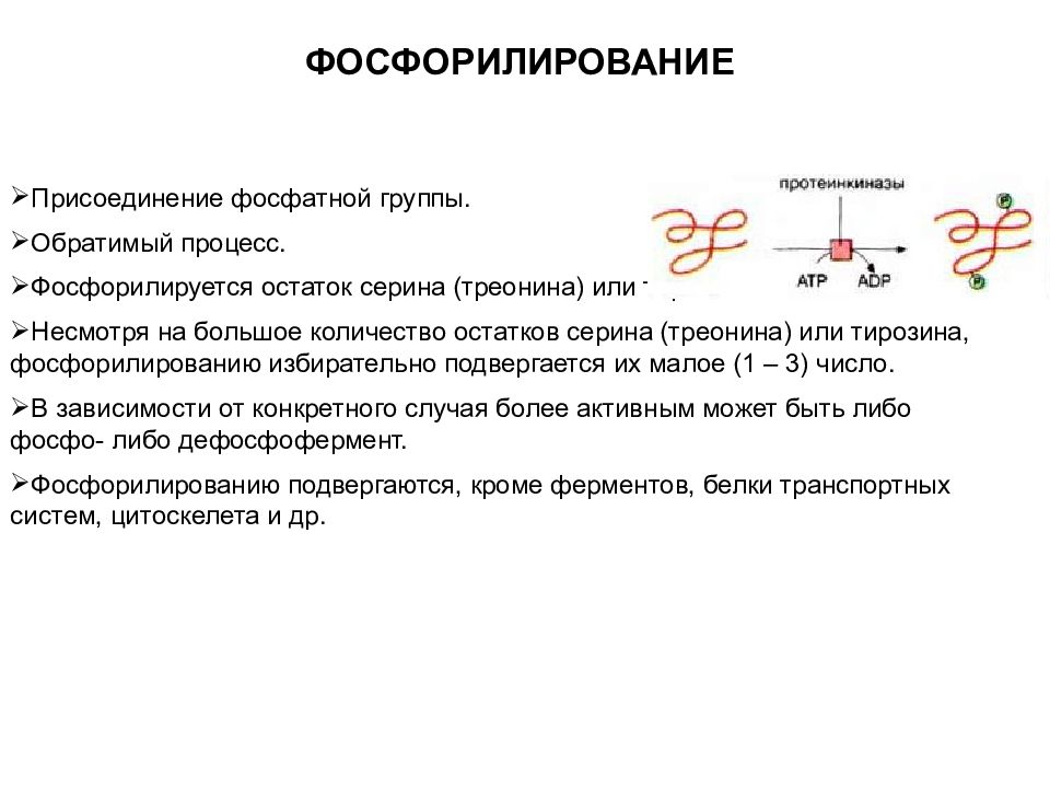 Модификация белка это