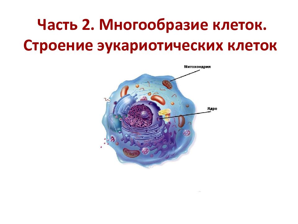 Эукариотическая клетка презентация