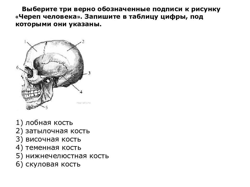 Под которыми они указаны. Выберите три верно обозначенные подписи к рисунку череп человека. Выберите три верно обозначенные подписи к рисунку. Обозначение подписи к рисунку череп человека. Какой цифрой обозначена височная кость черепа человека?.