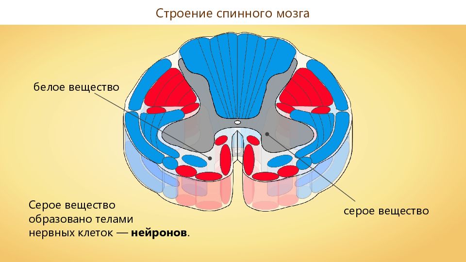 Серое и белое вещество мозга. Строение серого и белого вещества спинного мозга. Строение белого вещества спинного мозга. Серое вещество и белое вещество спинного мозга. Серое вещество спинного мозга центры спинного мозга.