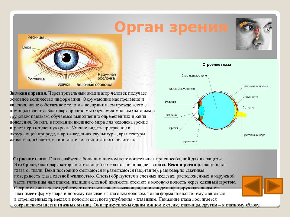 Органы чувств презентация анатомия