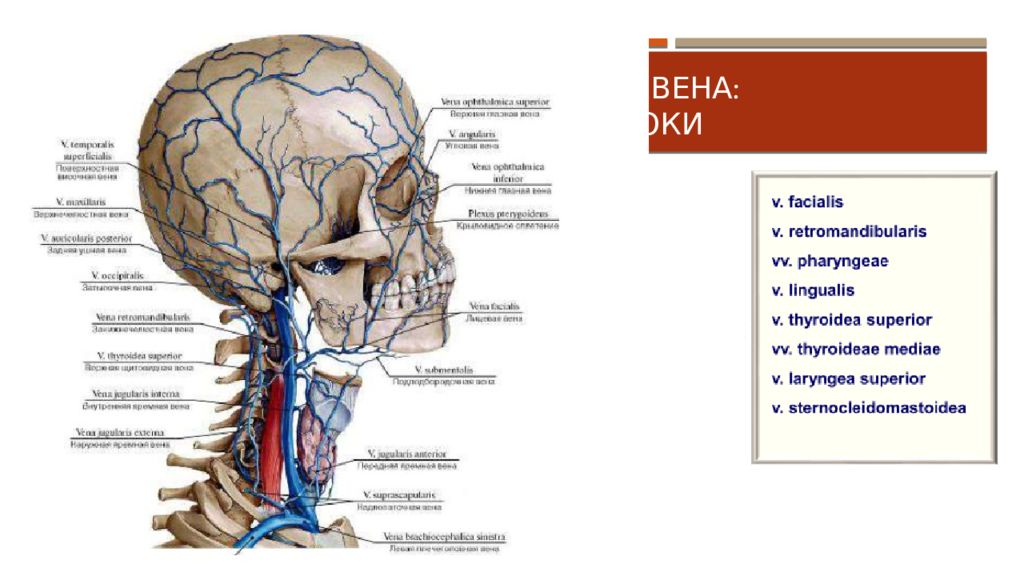 Артерия на латинском. Внутренняя яремная Вена анатомия. Внутренняя яремная Вена внечерепные притоки. Поверхностная височная Вена анатомия. Внутренняя яремная Вена схема.