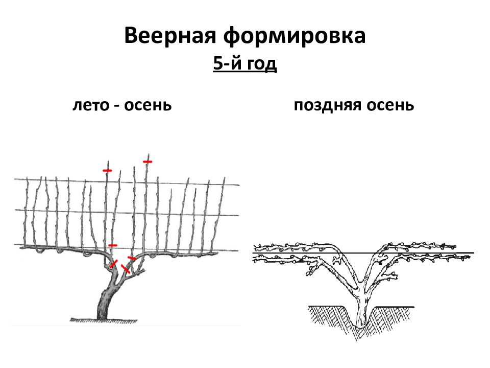 Веерное формирование куста винограда схема