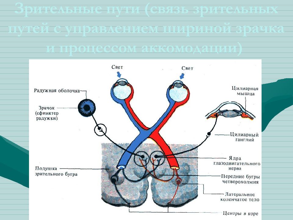 Тест 24 органы чувств зрительный анализатор. Периферический отдел сенсорной системы. Зрительный путь схема. Рецепторы зрительной сенсорной системы. Проводниковый отдел зрительной сенсорной системы.