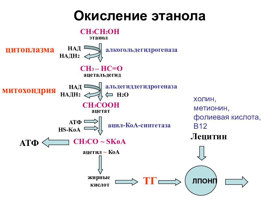 Какие соединения образуются при окислении. Схема реакции окисления этанола. Схема реакции окисления этандиол. Напишите схему реакции окисления этанола. Схема окисления этанола.