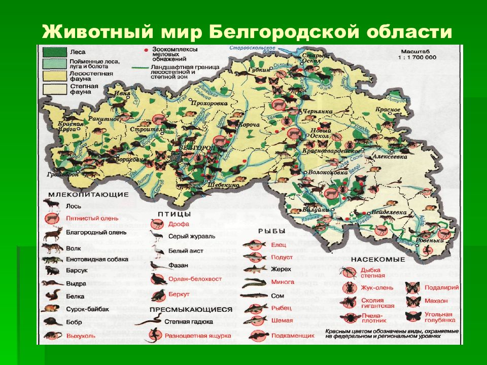 Белгородская территория. Растительный мир Белгородской области карта. Белгородская область ратительность ката. Животный мир Белгородской области карта. Белгородской области карта животный и растительный мир.