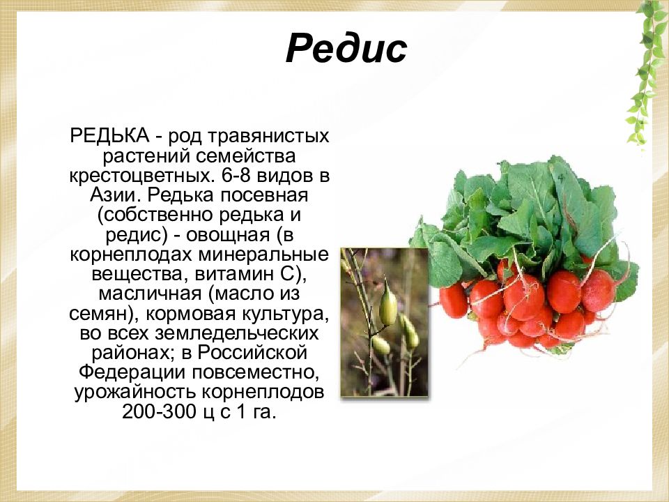 Крестоцветные пищевые культуры двудольные. Семейство крестоцветные редис род семейство. Паспорт крестоцветных растений 1 вид редька.