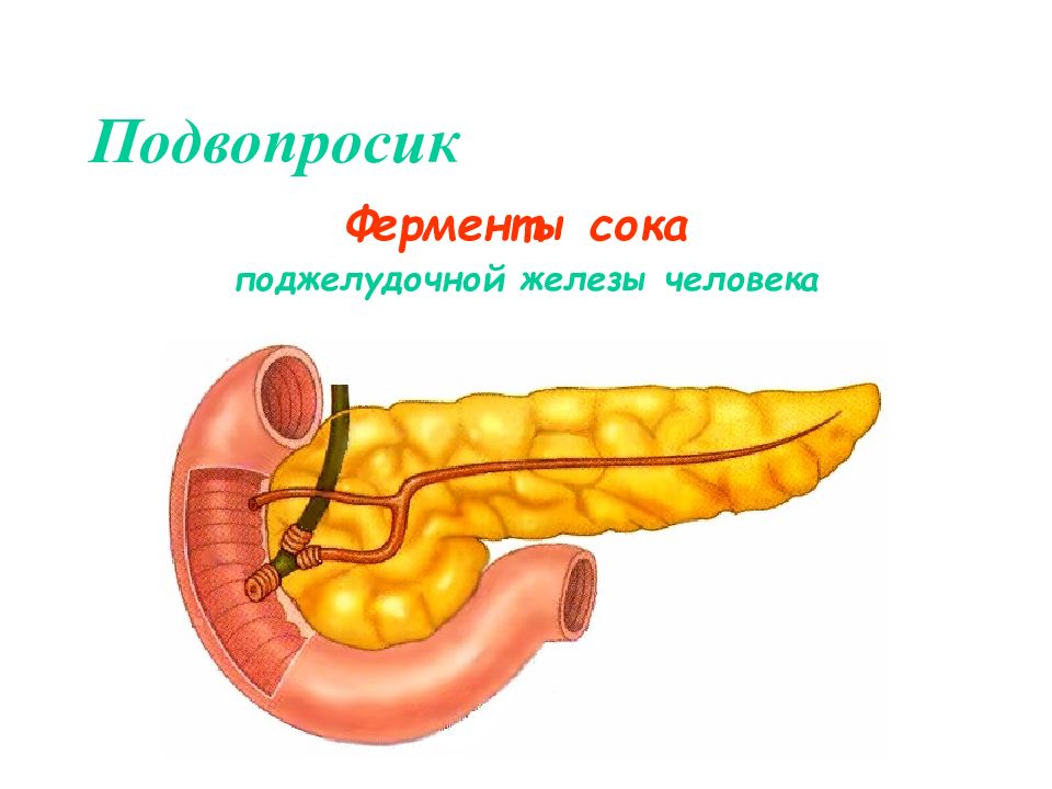 Капсула поджелудочной железы. Поджелудочная железа панкреатический сок. Поджелудочный и панкреатический сок. Пищеварительный сок поджелудочной железы. Поджелудочная железа выделяет панкреатический сок.