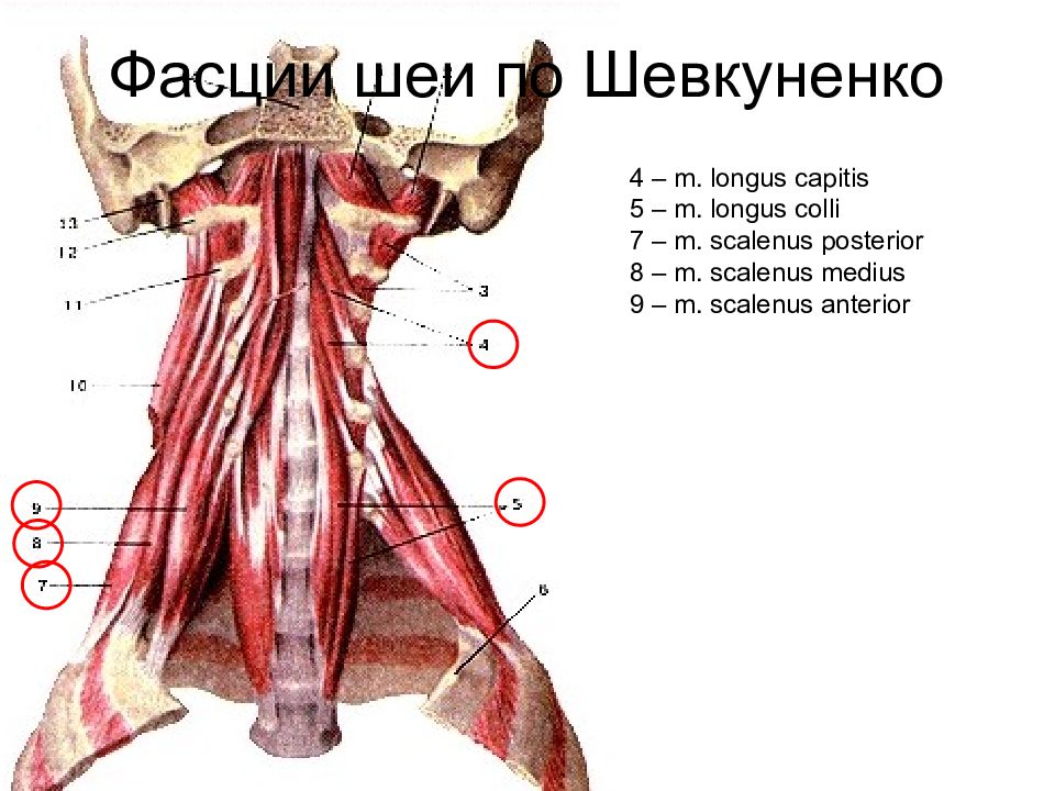 Longus Colli muscle