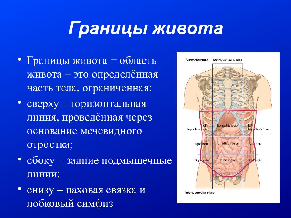 Границы верхнего этажа. Границы живота. Границы полости живота.