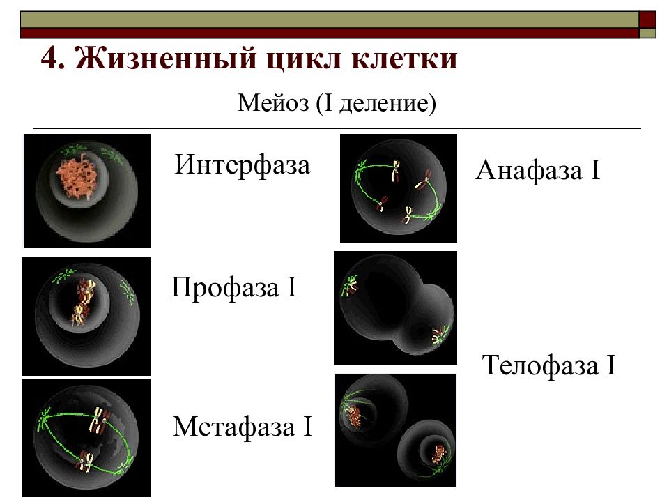 6 жизненный цикл клетки. Мейоз деление 1 интерфаза 1. Жизненный цикл клетки мейоз. Интерфаза мейоза. Жизненный цикл клетки интерфаза и мейоз.