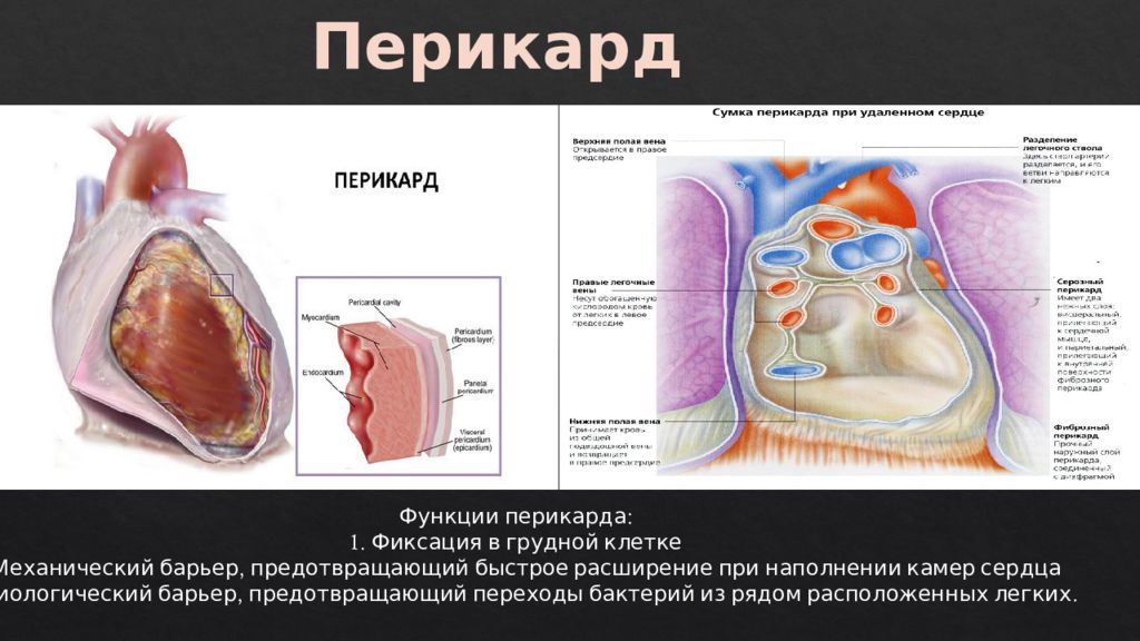 Перикард сердца. Функции перикарда. Функции перикарда сердца. Околосердечная сумка функции. Перикард строение и функции.