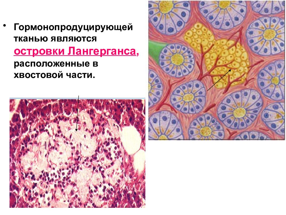 Ткань является. Одиночно гормонопродуширующие клетки. Одиночные гормонпродуцирующие клетки гистология. Соединительная ткань островки Лангерганса. Одиночные гормонпродуцирующие клетки апудоциты.