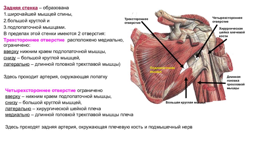 Подлопаточная и большая круглая мышцы