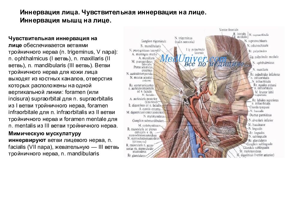 Лицевой иннервации. Иннервация лицевых мышц. Нервы головы тройничный нерв. Иннервация лицевого отдела головы. Иннервация кожи лица ветвями тройничного нерва.