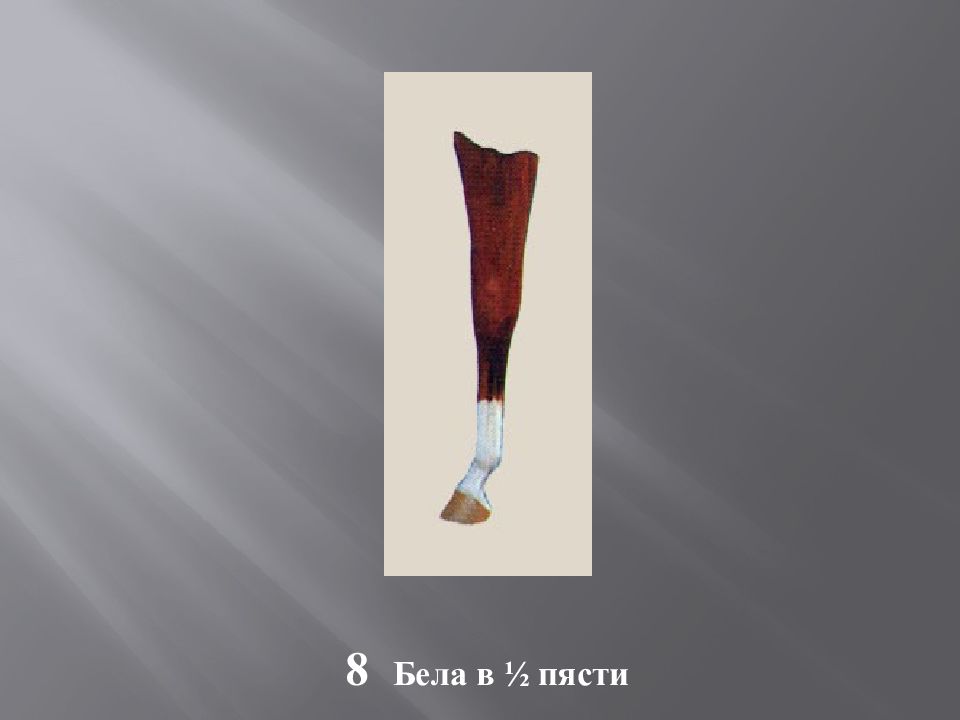 Масти и отметины у лошадей