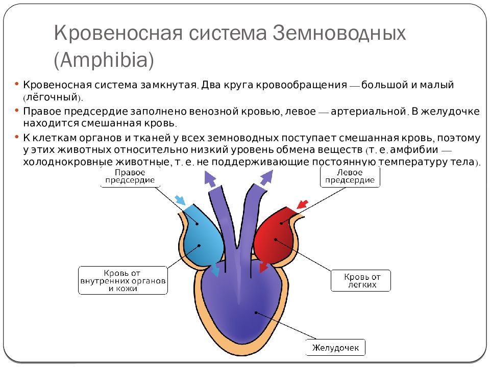 Земноводные строение кровеносной системы сходство и различия. Кровеносная система земноводных 7 класс схема. Кровеносная система земноводных 7 класс биология. Кровяная система амфибий. Кровеносная система система лягушки.