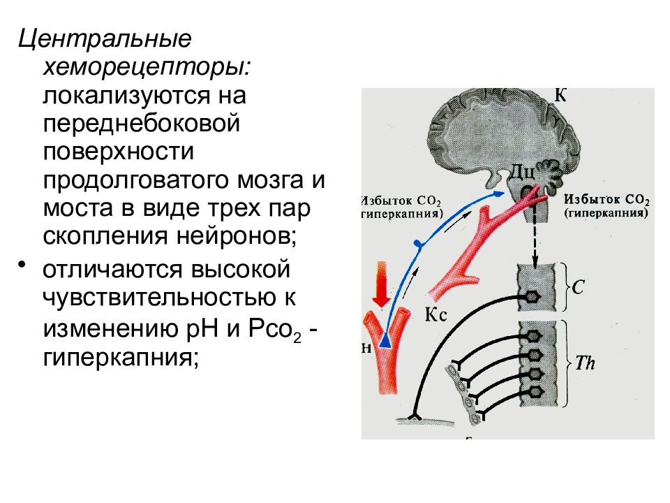 Роль хеморецепторов в регуляции дыхания. Центральные хеморецепторы. Хеморецепторы это физиология. Центральные хеморецепторы в продолговатом мозге. Хеморецепторы дыхания физиология.