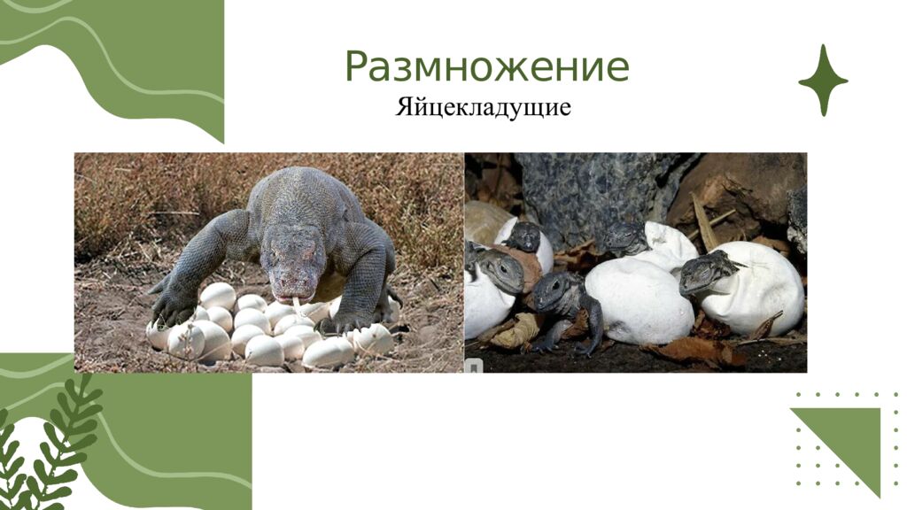 Общая характеристика пресмыкающихся