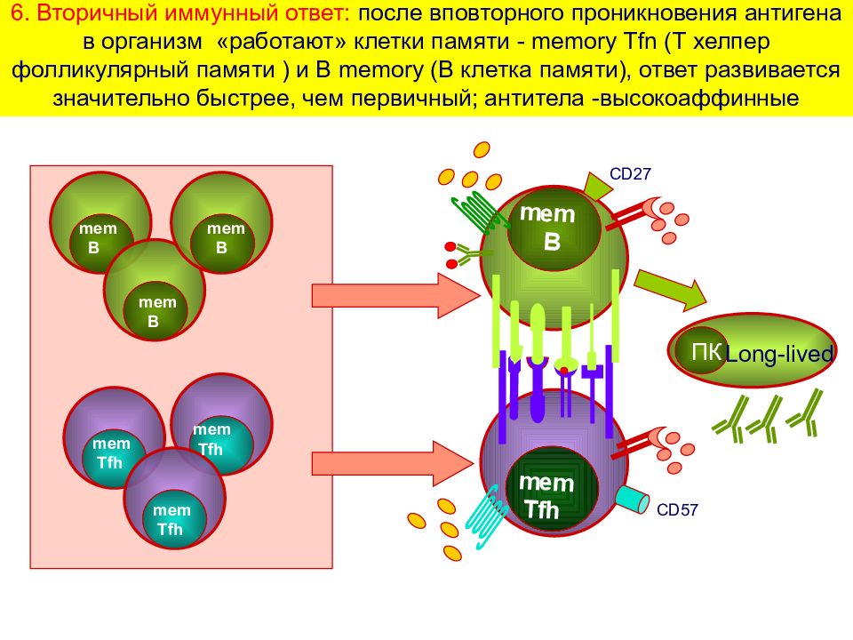 Схема первичный и вторичный иммунный ответ