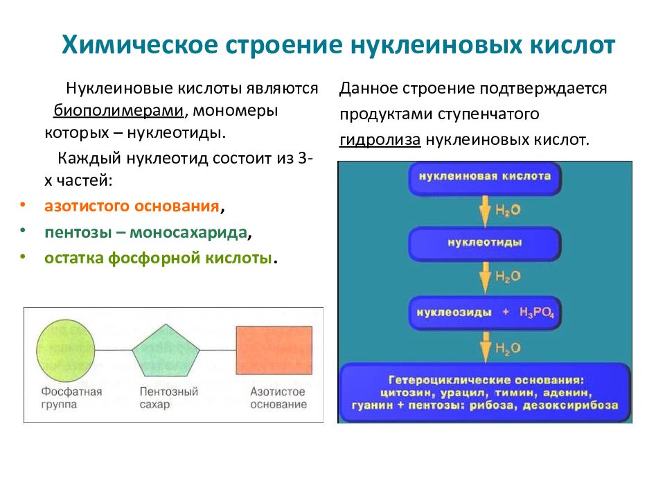 Структура нуклеиновых кислот презентация