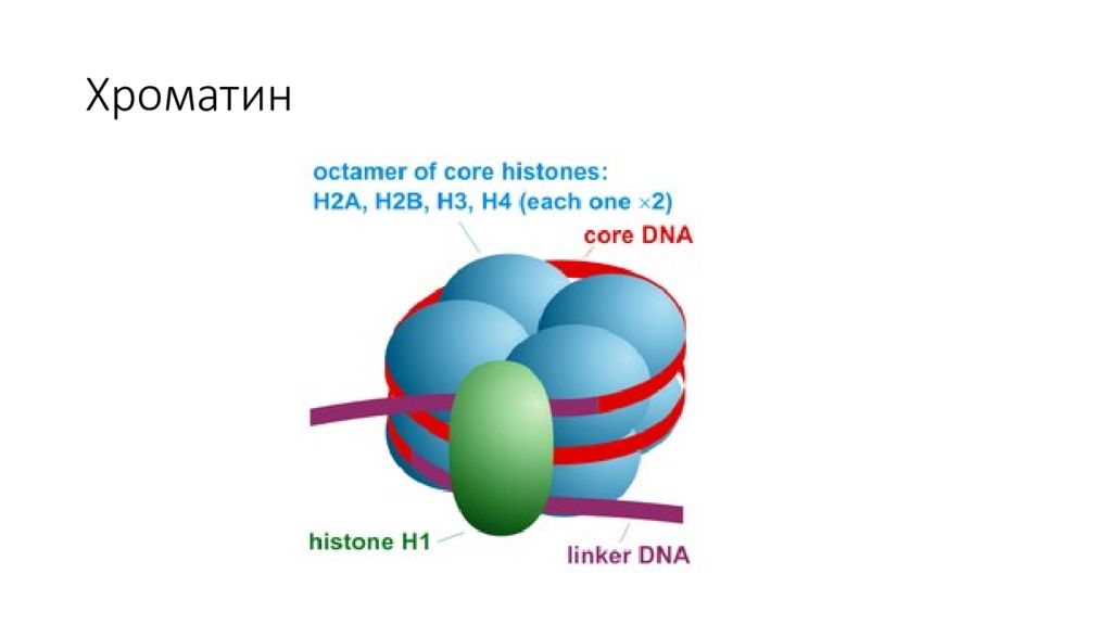 Гистоны строение. Ген белок. Гистоновые белки строение. Линкерный гистон. Гистон 1.