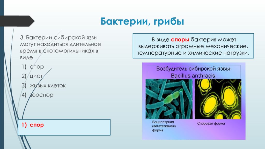 Значение бактерий и грибов. Бактерии ЕГЭ презентация. Сибирская язва бактерия. В скотомогильниках выживает Сибирская язва. Споры бактерий.