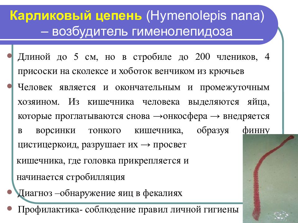 Карликовый цепень (Hymenolepis Nana). Hymenolepis Nana окончательный хозяин. Гименолепидоз отрицательный.