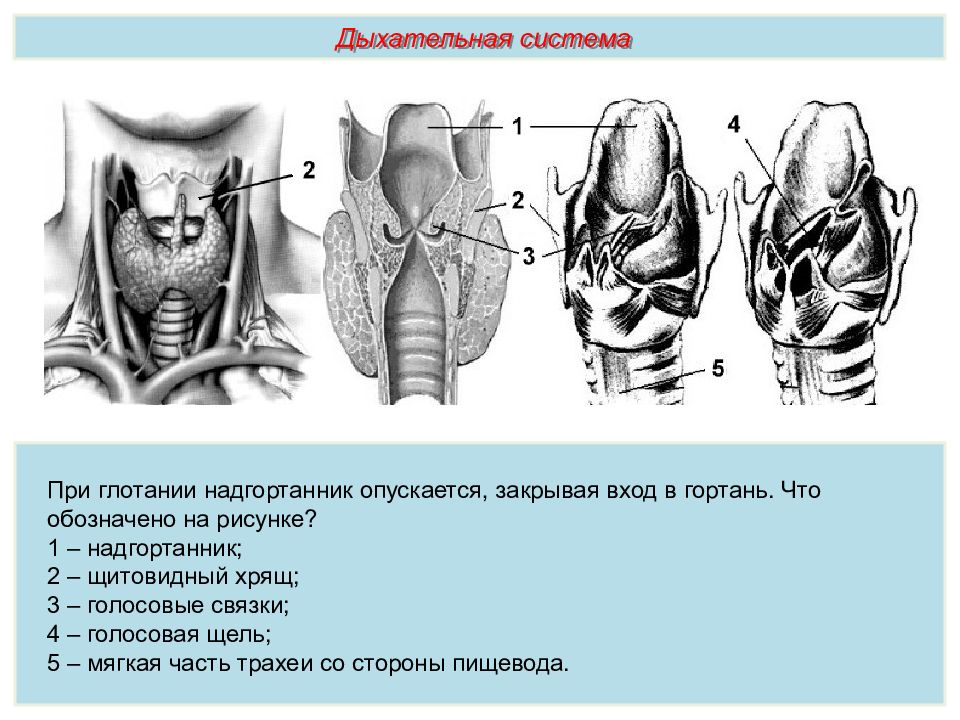 При глотании надгортанник. Строение гортани надгортанник. Закрытие вход в гортань. Межхрящевая часть голосовой щели.