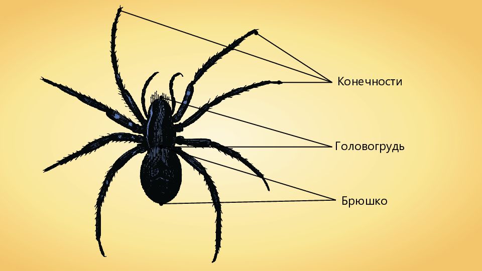 Паукообразные отделы тела. Строение головогруди паука. Строение паукообразных головогрудь. Паукообразные головогрудь и брюшко. Тип Членистоногие класс паукообразные.