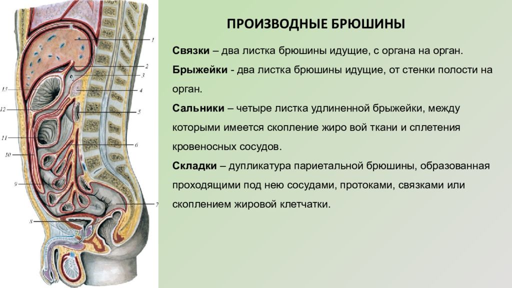 Стенки брюшной полости. Брыжейки связки сальники. Брыжейка сальник брюшина. Брюшина связки брыжейки сальники. Париетальный листок брюшины.