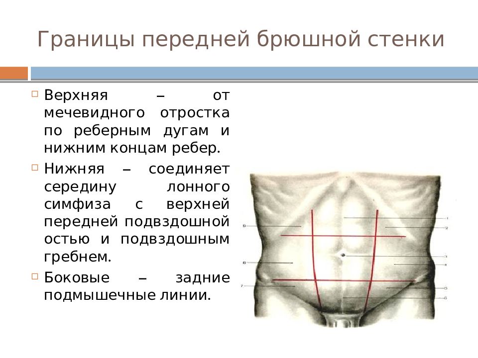 Линии живота анатомия. Грыжа передней стенки живота топографическая анатомия. Границы передней брюшной стенки топографическая анатомия. Внешние топографические ориентиры передней брюшной стенки. Задняя поверхность передней брюшной стенки топографическая анатомия.