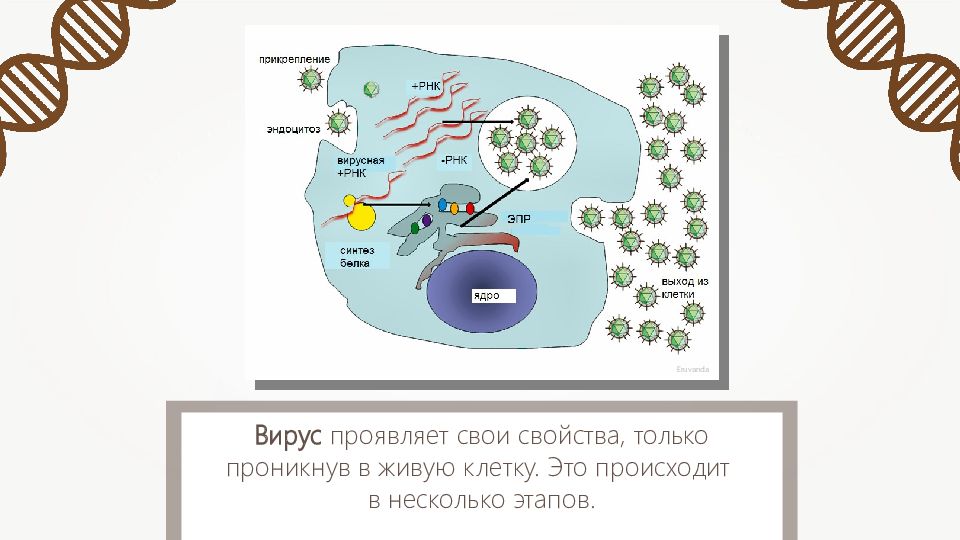 Особенности клеточного строения организмов вирусы урок 9 класс. Какие свойства живого проявляют вирусы.