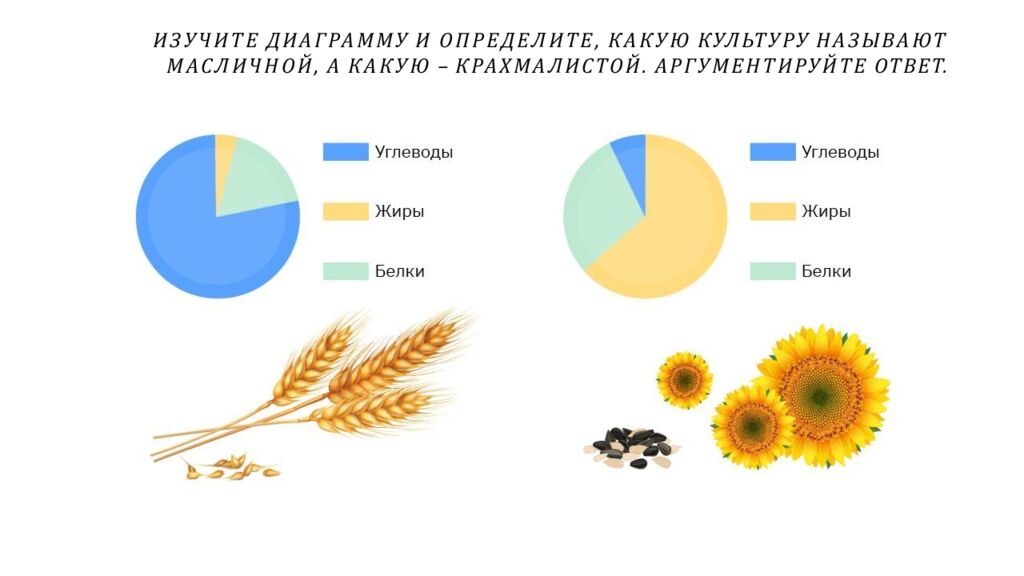 ИЗУЧИТЕ ДИАГРАММУ И ОПРЕДЕЛИТЕ, КАКУЮ КУЛЬТУРУ НАЗЫВАЮТ МАСЛИЧНОЙ, А КАКУЮ – КРАХМАЛИСТОЙ. АРГУМЕНТИРУЙТЕ ОТВЕТ.