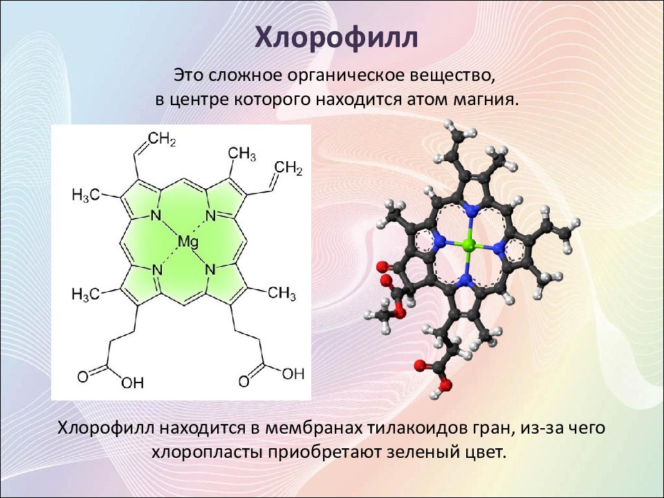 Где содержится хлорофилл в клетках. Хлорофилл. Хлорофилл в растениях. Хлорофилл это в биологии. Понятие хлорофилл.