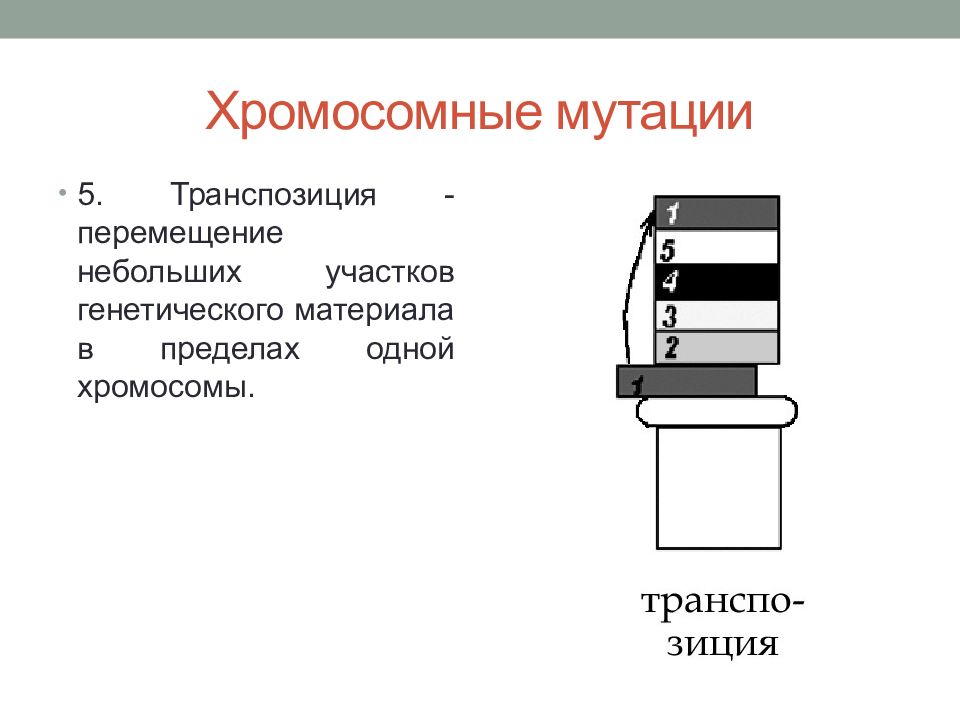 Небольшие движения. Транспозиция хромосомные мутации. Транспозиция мутация. 1 Хромосома.