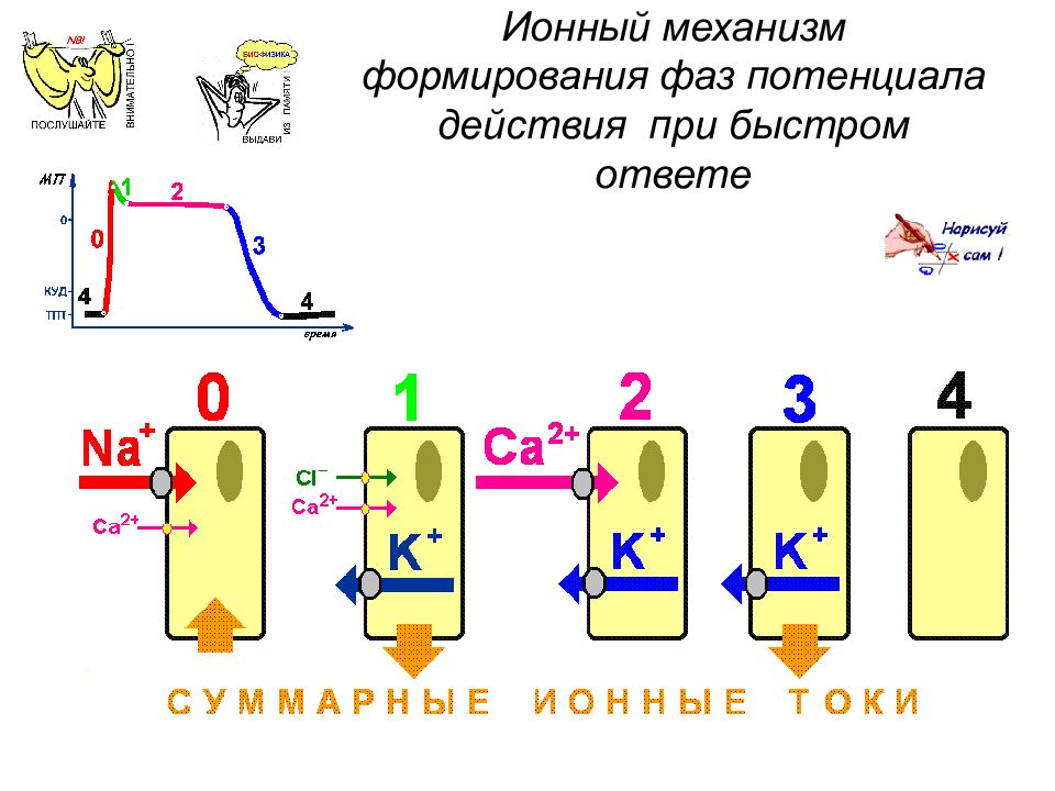 Потенциал механизм. Ионный механизм развития потенциала действия. Ионные механизмы формирования Пд. Ионный механизм формирования платообразных потенциалов действия.. Ионные механизмы формирования потенциала действия.