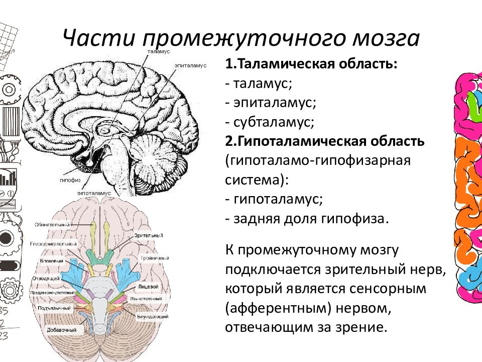 Таламус и гипоталамус какой отдел мозга. Промежуточный мозг строение метаталамус. Структура промежуточного мозга метаталамус. Промежуточный мозг анатомия строение. Промежуточный таламус месторасположение строение.