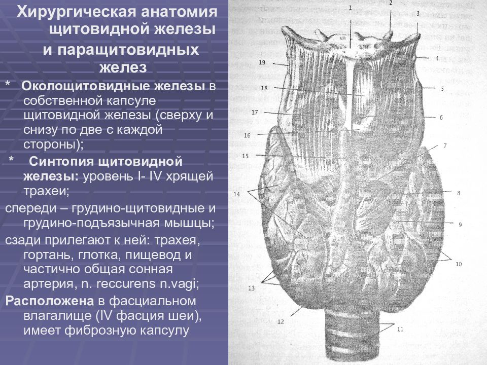 Топографическая анатомия и оперативная хирургия шеи презентация