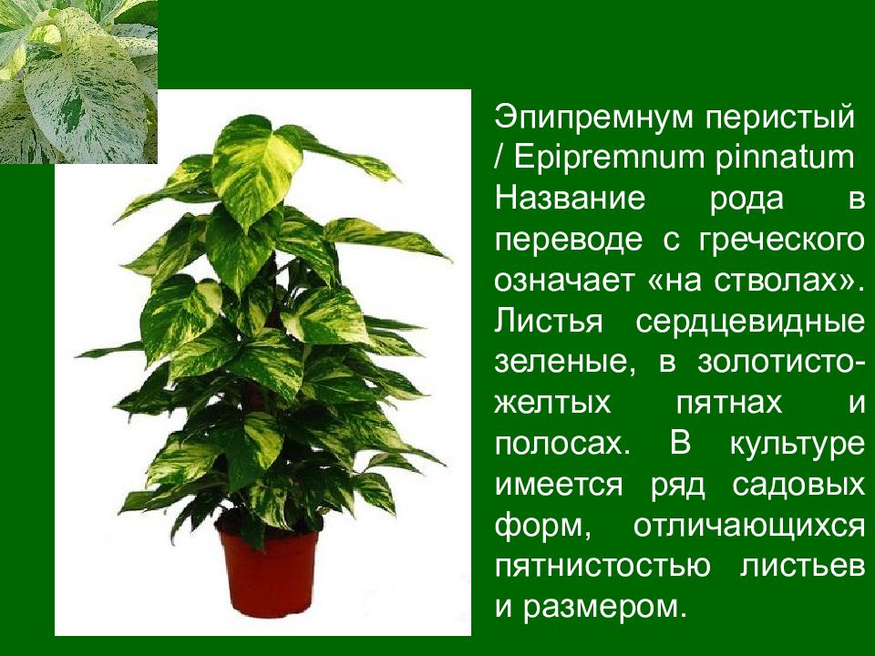 Название декоративно лиственных комнатных растений. Эпипремнум Ароидные. Эпипремнум перистый. Эпипремнум золотистый ядовитый. Эпипремнум комнатное растение.