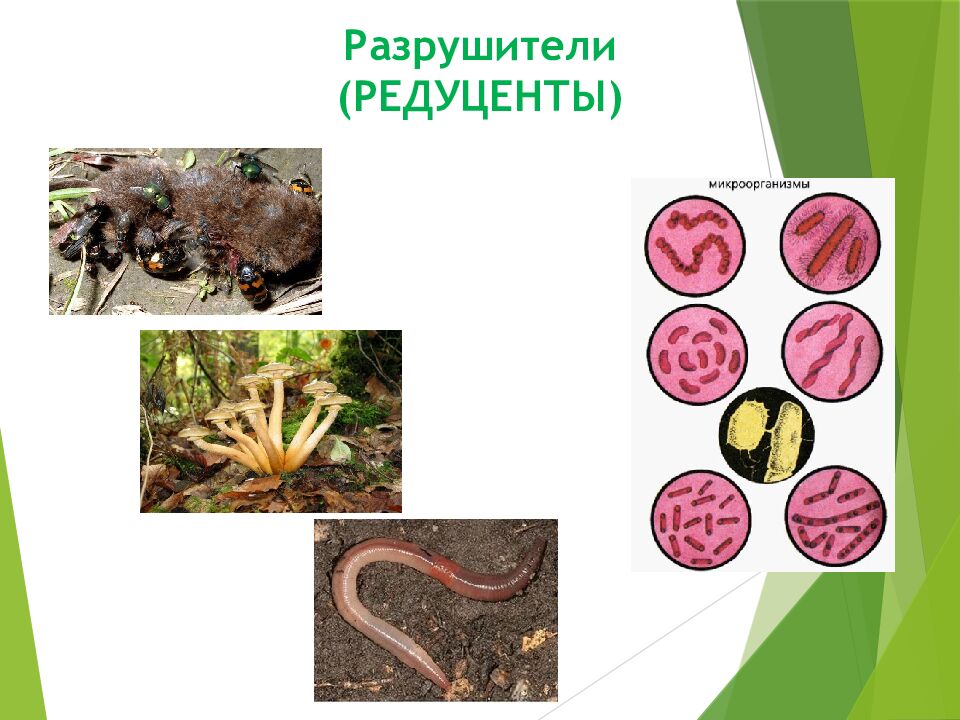 Разрушители (РЕДУЦЕНТЫ)