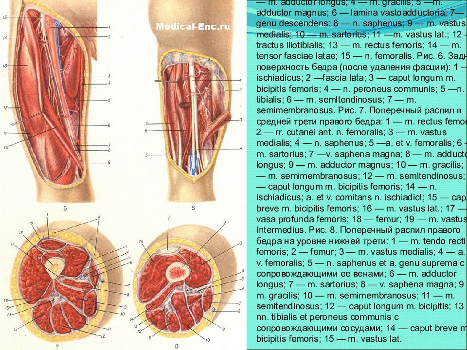 Границе верхней и средней трети. Поперечный разрез бедра топографическая анатомия. Фасции бедра топографическая анатомия. Широкая фасция бедра топографическая анатомия. Топография задней поверхности бедра мышцы.