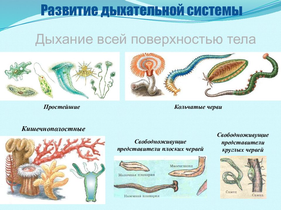 Эволюция беспозвоночных презентация