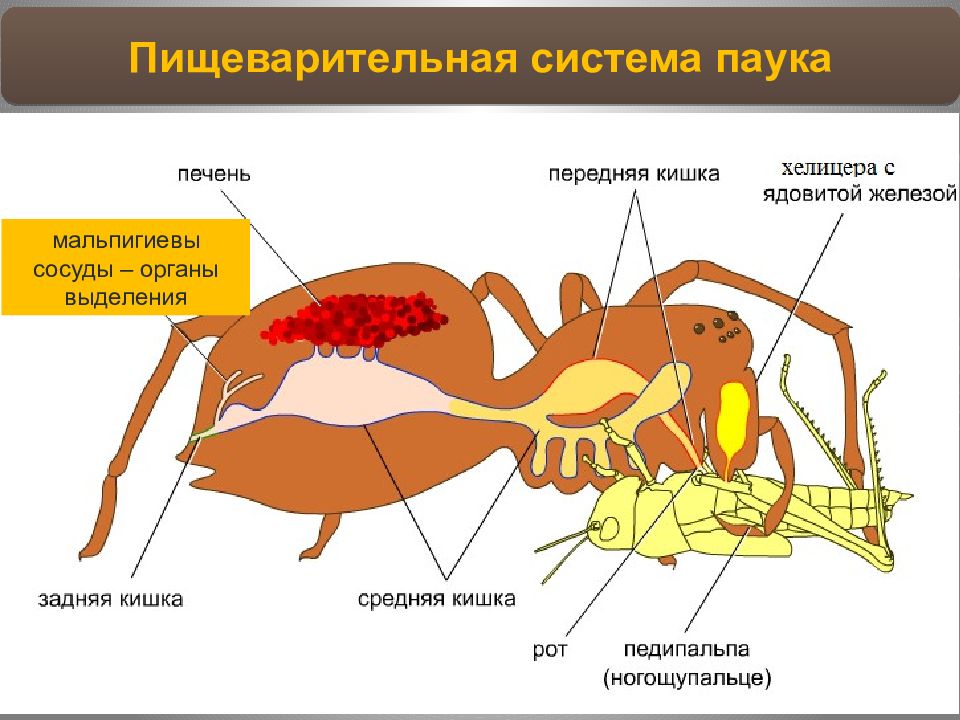 Паук крестовик замкнутая или незамкнутая. Строение паука пищеварение. Пищеварительная система паукообразных схема. Строение пищеварительной системы паукообразных. Пищеварительная система паукообразных 7 класс.