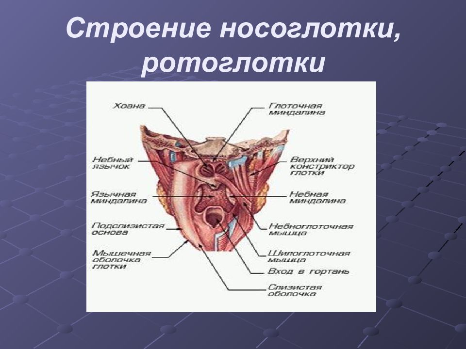 Строение носоглотки. Анатомия ротоглотки человека. Строение ротоглотки человека.