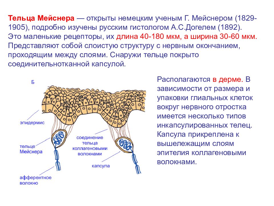 Тельце мейснера рисунок