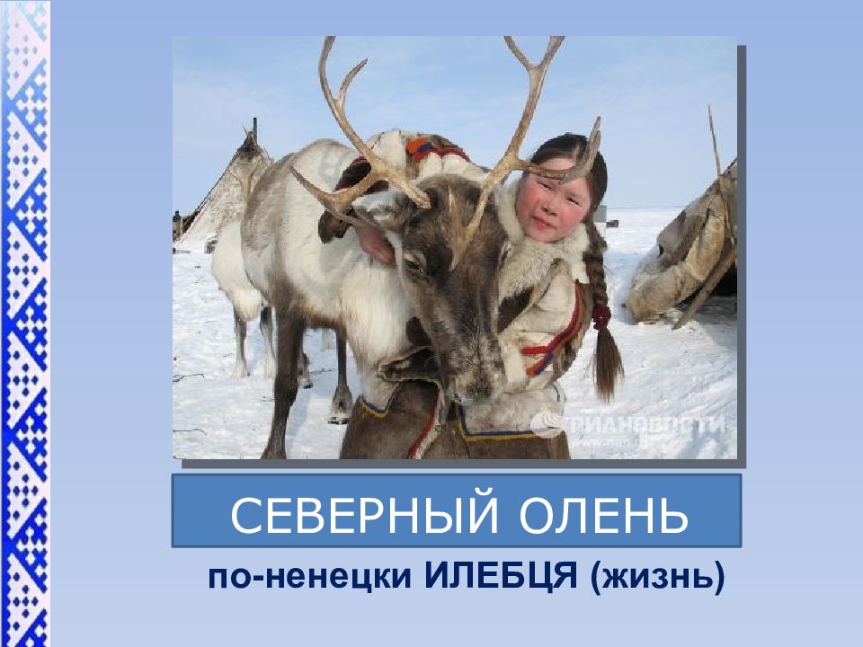 СЕВЕРНЫЙ ОЛЕНЬ